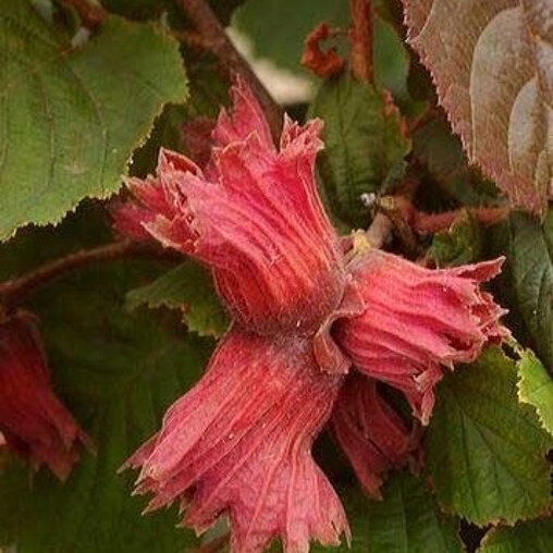 Corylus avellana 'Rode Zeller'